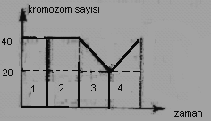 128-129- Altı parmaklı bir baba ile melez beş parmaklı bir annenin ilk çocuğunun, altı parmaklı olma ihtimali nedir?