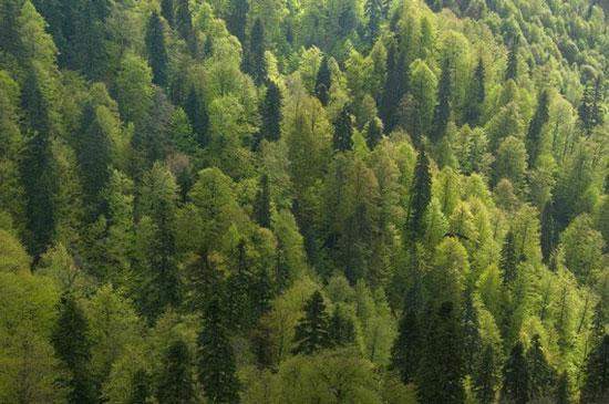Hatıra ormanında ağacı olan kişi ve kuruluş sayısı 152 bin 697 e, dikilen ağaç sayısı da 19 milyon 577 bine ulaştı. 2012 de 22 bin 550 dekar alanda hatıra ormanı kurularak bir rekora imza atıldı.