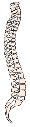 1. Yukarıdaki yapı iskeletimizin hangi bölümüdür? A. Bacak Kemiği B. Kafatası C. Omurga D. Göğüs Kafesi 2. Çenemizin de yer aldığı yapı aşağıdakilerden hangisidir? A. Kol ve Bacaklar B.