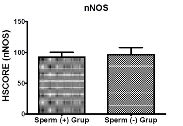 Resim 11: Spermatozoa içermeyen gruba ait testis dokusunda,