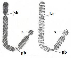 Kromatidlaerin birbirine tutundukları kısımlar ise sentromer olarak adlandırılır ve sentromerler hücre bölünmesi sırasında iğ ipliklerinin kromozomlara bağlandığı yerleri oluştururlar.