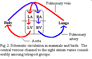 Sınıf (Classis): Reptilia (Sürüngenler) Sınıf (Classis): Reptilia (Sürüngenler) Solunumları daima akçiğerle yapılır. Sucul kaplumbağalarda kloak vasıtası ile de yapılabilir.