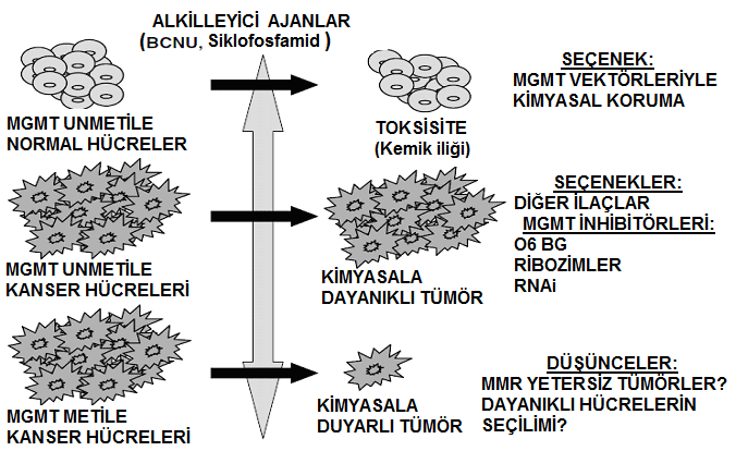 37 MGMT geni promoter metilasyonu arasındaki ilişkiyi araştıran diğer çalışmaların bulguları da birbirleriyle uyum göstermemektedir (Toyooka vd 2003, De Jong vd 2009).