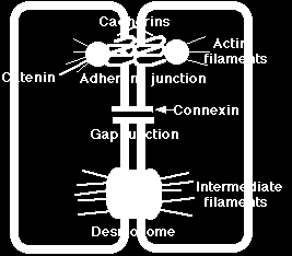 Gap junction ve