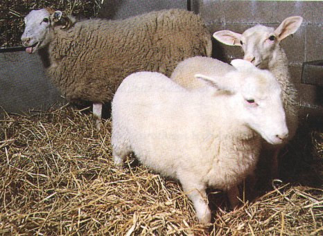 Transgenik Tracy ve iki kuzu Annie 3 mart 2000 de doğdu.