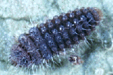 Stethorus spp.