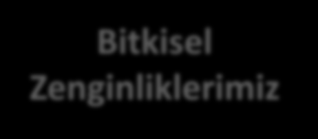 Bitkisel Zenginliklerimiz Toplam Tür Sayısı 12000. 3500 tür endemik (Sadece Türkiye de).