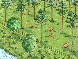 Karma Ormancılık Dönüşümlü Kültivasyon Ormancılık + Hayvancılık