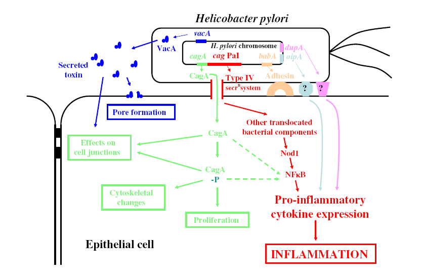 Sekrete edilen toksin Delik oluşumu Diğer transloke olan bakteriyal birleşenler Hücre bağlantılarına etkiler Hücre iskeletinde değişiklikler Epitel hücresi Proliferasyon İnflamasyon öncüsü sitokin