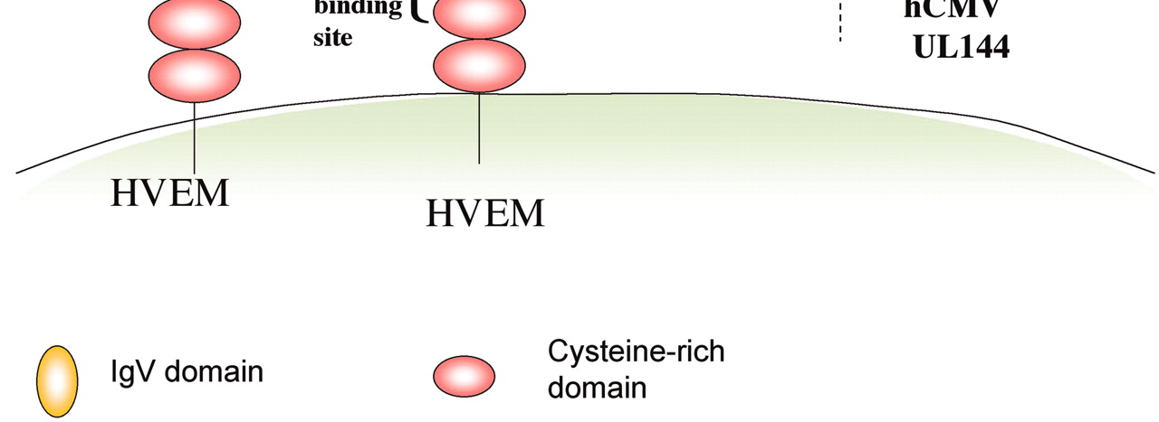 UL144 CMV ün kodladığı HVEM e analog bir reseptördür