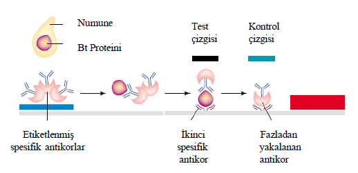 Yanal akıģ bandı yöntemi ELISA testinin başka bir versiyonudur, mikro titrasyon kuyucukları yerine yanal akış bant teknolojisini geliştirmek amacıyla bantlar kullanılmaktadır (Şekil 2.1). ġekil 2.