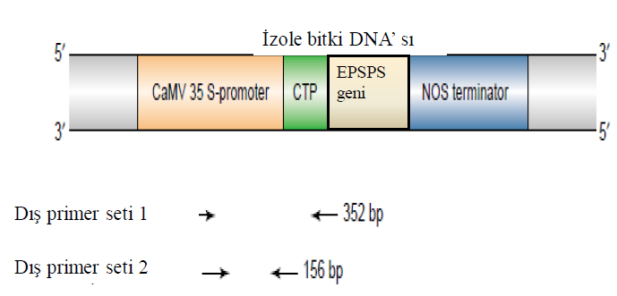 Kakihara ve diğ., 2007; Moriuchi ve diğ., 2007; Turci ve diğ., 2010; Wu ve diğ., 2010). Ölçüm oranını etkileyen en kritik aşamalar DNA nın ekstraksiyonu ve pürifikasyonudur.