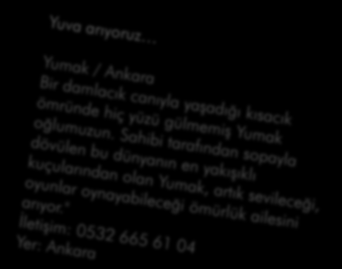 Öyle bir aile ki, her bireyine hayran olmamak elimde değil! Gülay Abla, kendisi gibi nefes alan tüm canlılara saygı ve sevgi dolu eşiyle birlikte 6 pati dostuyla yaşıyor.