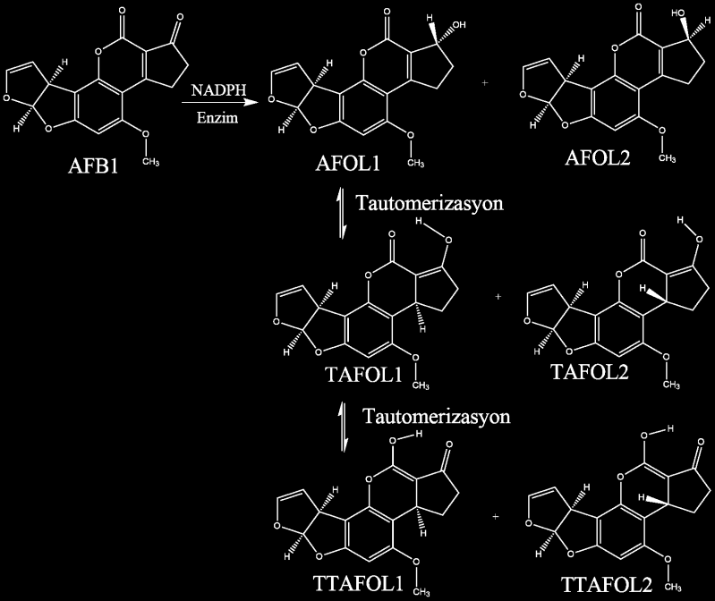 Aflatoksikol ün Tautomerik Ve Toksikolojik Özelliklerinin Hesapsal larak İncelenmesi Şükrü ERİŞ a, Devran UYSAL a, Sedat KARABULUT a a BalıkesirÜniversitesi, Fen Edebiyat Fakültesi Kimya Bölümü,