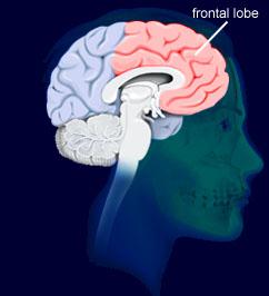 Şizofrenide negatif ve bilişsel belirtiler DLPFK Prefrontal bölgede DPFK e uzanan mezokortikal DA yolağın inhibisyonuyla DA