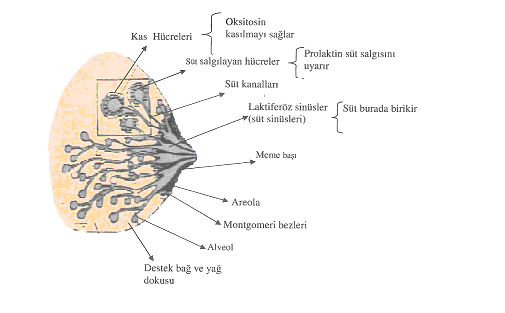 11. MEMENİN YAPISI VE ANATOMİSİ Meme anatomik olarak ikinci-yedinci kostalar arasında M. Pectoralis major kasının üzerinde çift taraflı olarak yerleşmiş bir organdır (64). Şekil 1.