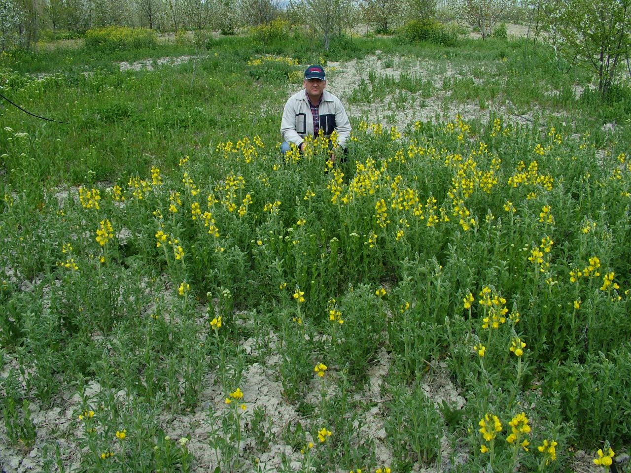 Thermopsis turcica (Eber sarısı, Piyan, Acı piyan) 'nın doku kültürü (Mikro