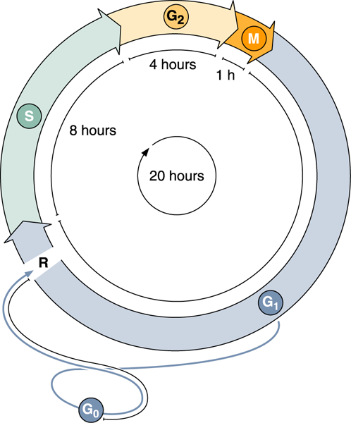 G1 fazında hücreler ya siklusa devam eder yada dinlenme dönemine girerler G0 fazı S fazında DNA sentezi başlar.