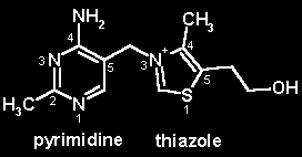 tiyaminin bir gelişim faktörü olduğu ispat ettiler. Jansen ve Donath 1926 yılında anti beriberi vitamin olan tiamini pirinç kabuklarından izole etmeyi başardılar.