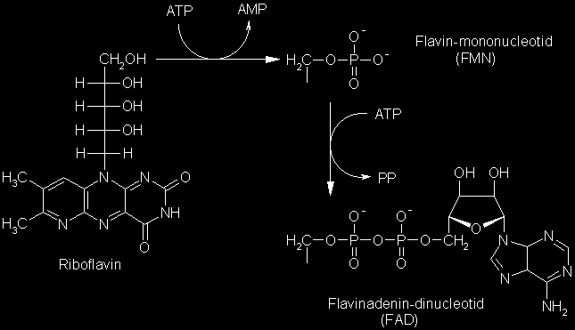 Şekil 4 FMN ve FAD yapısı Riboflavin fosfat veya flavin mononükleotid bir fosfat grubunu, flavin adenin dinükleotid ise 2 fosfat grubunu ihtiva eder.