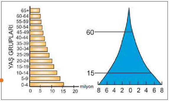 Nüfus piramitleri incelenirken piramidin tabanına ve tavanına bakılmalıdır. Nüfus piramitlerinde piramit tabanı doğum oranlarını gösterirken tavanı ise yaģlı nüfusu yani ölüm oranını göstermektedir.