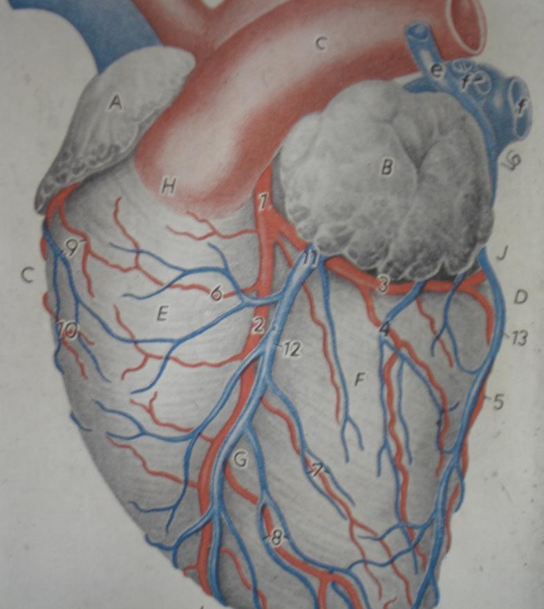 Miyokardium kalp kası hücreleri tarafından oluşturulan bir katmandır.