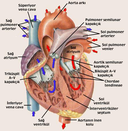 Sağ kulakçığa girenler 1-V. Cava cranialis 2- V. Cava caudalis 3- Vena cordis magna Sağ karıncıktan çıkan 1- Arteria pulmonalis Sol kulakçığa girenler 1- V.