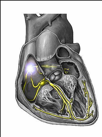 Kalbin özel ileti sistemi Karıncıkların kasılımını sağlayan bu sistemde kulakçıklardaki gibi özel uyarı yaratan merkezler yoktur.