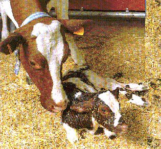 BÖLÜM 8 BUZAĞILARIN BAKIMI VE BESLENMESİ Buzağı döneminde iyi bakılan hayvanlar sağlam yapılı olurlar. Çabuk hastalanmazlar. Et ve süt verimleri fazla olur.