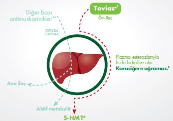 Fesoterodinin farmakokinetik özelliği 1,2 Fesoterodin aktif metaboliti olan 5-HMT e dönüşmek için karaciğer enzimlerine ihtiyaç