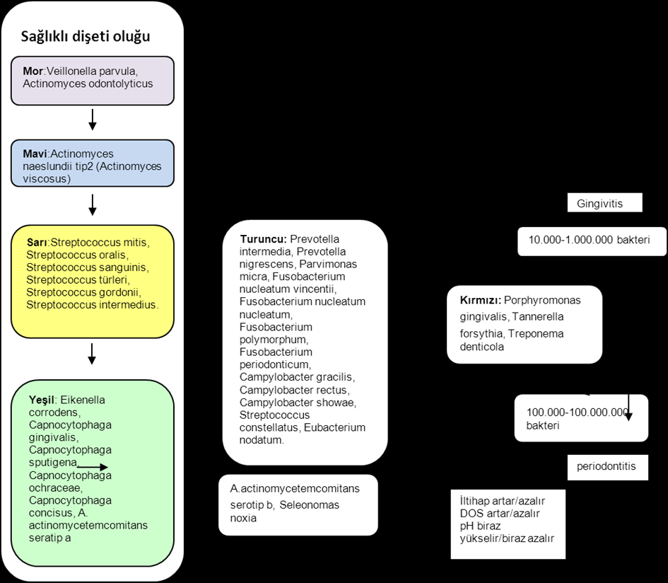 12 Şekil 2.1. Bakteri birlikteliklerine göre periodontal hastalıkların ekolojik plak hipotezi (Socransky ve Haffajee, 1994).