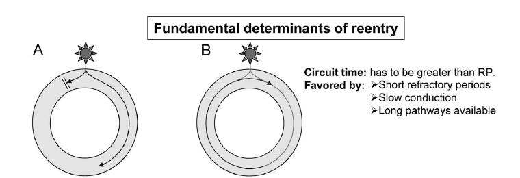 Reentry Nattel S, Circ Arrhythmia Electrophysiol.