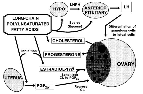 Spesifik yağ asitleri Linolenik (omega-3), Eikosapentanoik asit (EPA, omega-3), Dekasohekzanoik asit (DHA, omega-3) PGF2α yapı taşı olan araşidonik asit (omega-6) mevcudiyetini düşümek suretiyle
