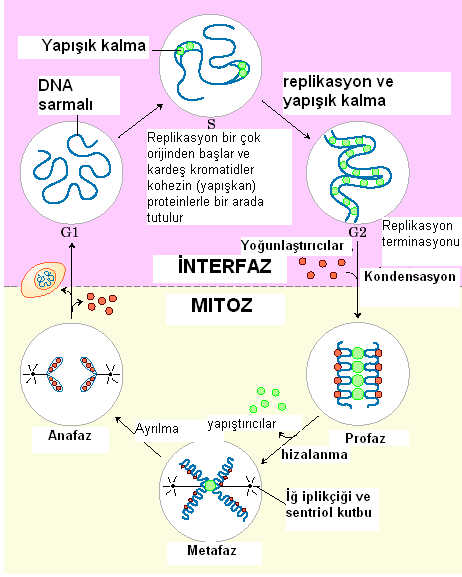 203 Histonlar küçük, bazik proteinlerdir. Kromatin yapıda bulunan bu proteinlerin molekül büyüklükleri 11,000 ve 21,000 arasındadır (normalde proteinlerin çoğu 20,000-100,000 arasındadır).