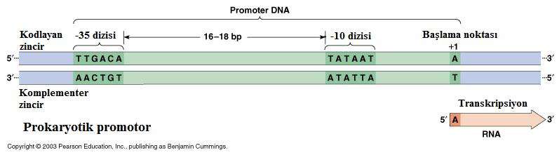 220 dizilere sahip bölgelere bağlanarak transkripsiyonu başlatırlar. E. coli de RNA polimerazın bağlandığı bölge transkripsiyonun başlama noktasının 70 baz önü ve 30 baz arkasını kapsar.