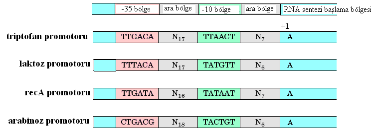 Üzerinde araştırma yapılan bazı bakteri promotorlarının -35 ve -10 nukleotid bölgelerinden itibaren 70 içeren holoenzim RNA polimeraz tarafından tanınan kısa ve korunmuş dizileri olduğunu ortaya