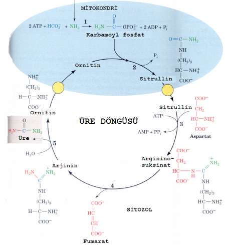 97 Amonyaktan ürenin oluşumu 5 enzimatik basamakta gerçekleşir. Şekil: Üre döngüsü. 1. karbamoyl fosfat sentaz, 2. Ornitin transkarbamoylaz, 3. Arjininosuksinat sentetaz, 4. Arjininosuksinaz, 5.