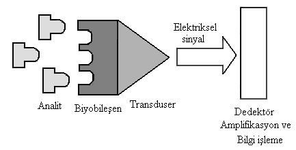 2. KURAMSAL TEMELLER 2.