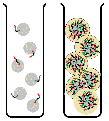 Cluster generation / Clonal amplification İllumina İon