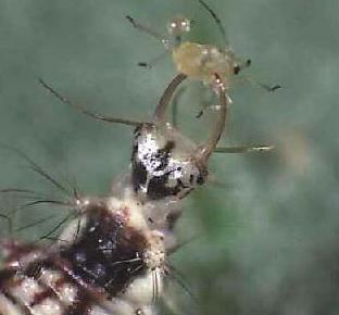 Predatör (Avcı) böcekler Chrysopidae (Neuroptera), Chrysoperla (=Chrysopa) carnea Yaprakbiti, kırmızı