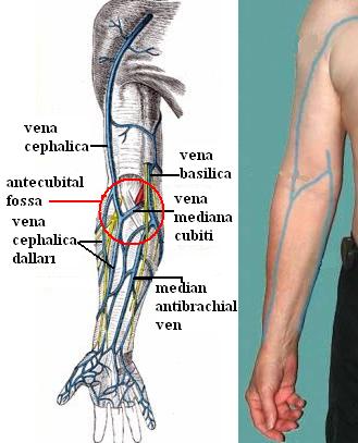 Özellikle antecubital fossada bulunan median bazilik ve sefalik venlerden ve el bileği bölgesinden geçen