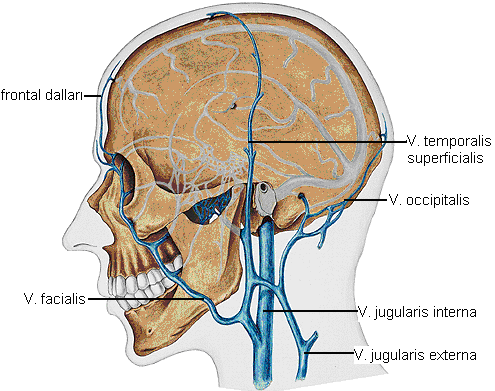 Resim 1.1: Kafa venleri Kol venleri Damar yolu açmak amacıyla kullanılan kol venleri, v. basilica ve v.