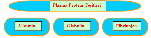 ÖĞRENME FAALĠYETĠ 2 ÖĞRENME FAALĠYETĠ 2 AMAÇ Bu faliyette kazandığınız bilgiler ile plazma proteinlerinden albümin analizinin kantitatif ölçümünü yapabileceksiniz.