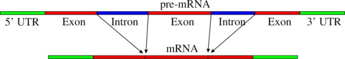 CCDS; temel protein kodlama bölgelerinin belirlenmesi üzerine çalışmalar yapan EBI, NCBI, UCLA (the University of California at Santa Cruz) ve WTSI (Wellcome Trust Sanger Institute) enstitülerinin