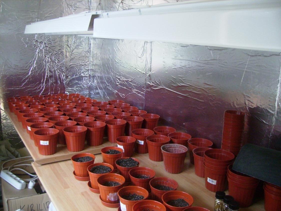 4. Okul bitki büyütme odasında vermikompost