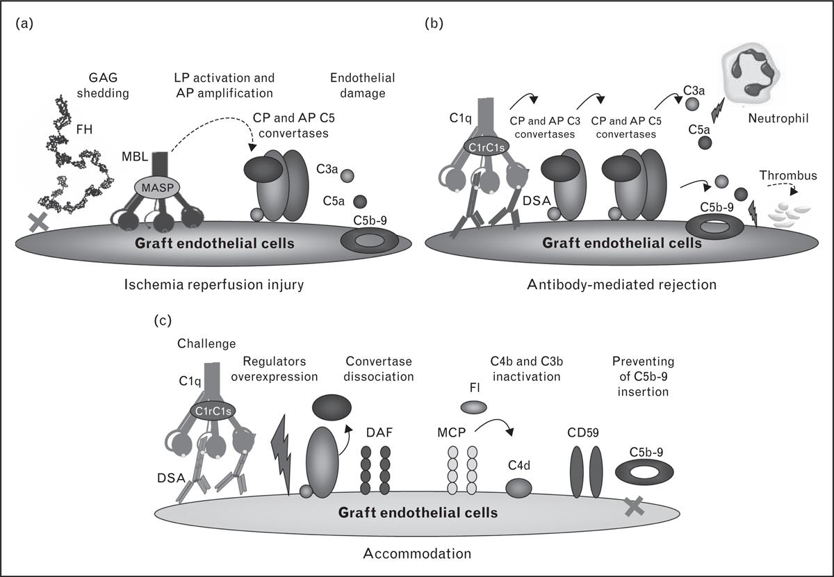 Roumenina T, L, Renal