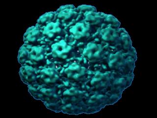 Genital HPV İlişkili Hastalıklar HPV 16, HBV 18 %45-62 Penil Kanser 3 Servikal Kanser 1,3 ~%100 Vulvar Kanser 1 ~%40 %12-70 Orofarin geal Kanser 3 Vajinal Kanser 1 %60-90 HPV 6, HBV 11 Braaten KP et