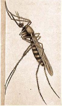 SITMANIN VEKTÖRLERİ Sıtma etkeni olan Plasmodium ları sivrisineklerin yalnız Anopheles türleri insana
