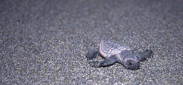 Fauna ve Flora Yapılan araştırmalar sonucu; bölgede 7 farklı kuş habitatında, yaklaşık 180 kuş türünün gözlendiği, göller ve delta çevresinde bol miktarda yaban kazı, ördek,