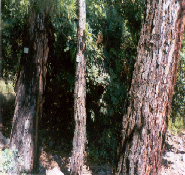 Yurdumuzun sadece güneybatı kıyılarında yetişen sığla-günlük ağaçları Gökova Körfezinin güney kıyısında bulunan küçük koylar gerisindeki taban